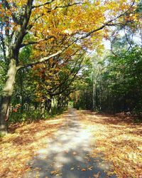 Road amidst trees in forest during autumn