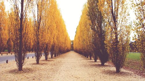 Trees on field during autumn