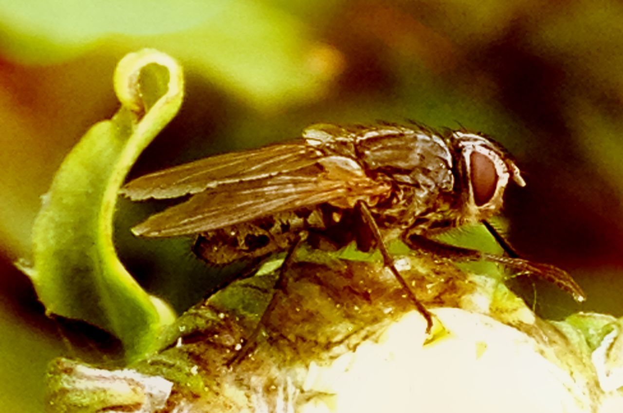 Portrait of a fly Insects Bugs