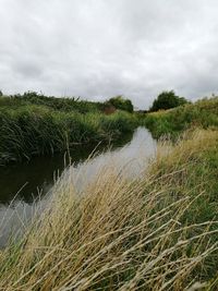 Reeds growing in pond