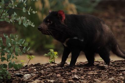 Close-up side view of an animal