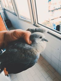 Close-up of hand holding bird