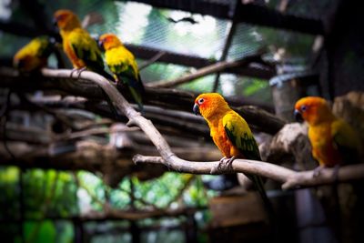 Close-up of sun conures perching in cage