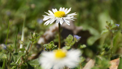 Close-up of white flowering plant on field