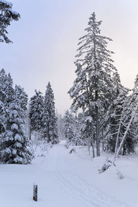 Pine trees on snow covered field against sky