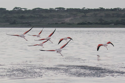 Birds flying over lake against sky