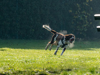 Dog running on field