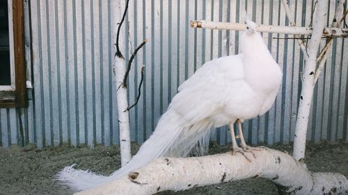 White peacock perching on wood against barn