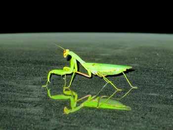 Close-up of green insect on leaf at night