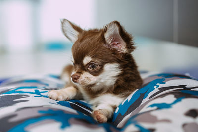 Close-up of a cat resting on bed