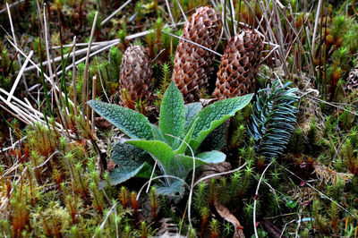 High angle view of pine cone on field