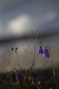 Close-up of purple crocus flowers on field