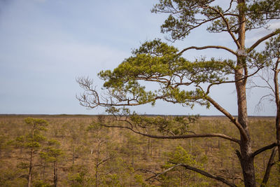 An early spring landscape of swamp