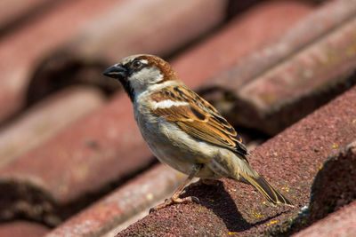 Close-up of bird perching outdoors