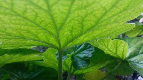 Close-up of plant