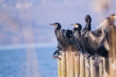 Close-up of birds perching on wooden post against sea