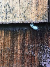 Close-up of lizard on wood