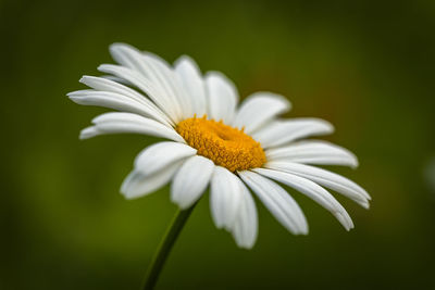 Close-up of white daisy