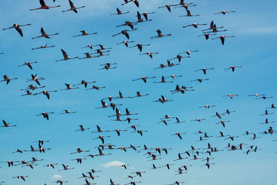 Low angle view of flamingos flying against sky