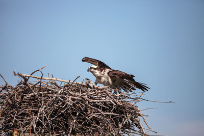 Low angle view of birds in nest against sky