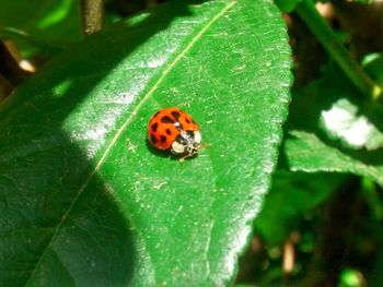 Close-up of ladybug on leaf