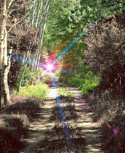 Street amidst trees