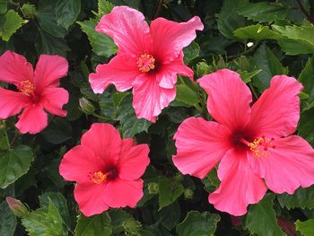 Close-up of hibiscus blooming outdoors