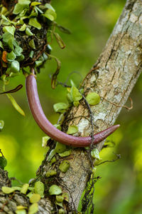 Close-up of lizard on tree trunk