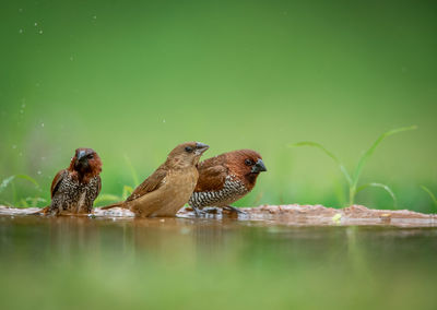 Birds swimming in lake