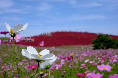 Close-up of fresh flowers in field against sky