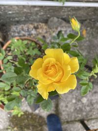 Close-up of yellow rose