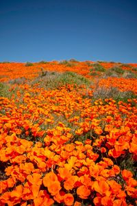Scenic view of orange flowers on field against sky