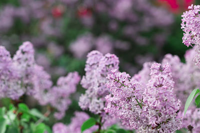 Blooming tender lilac, violet blue flower at springtime on dark moody foliage, pastel romantic color