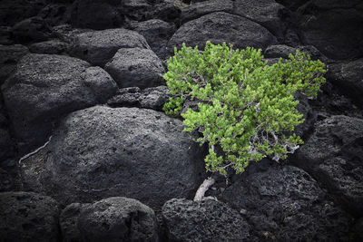 Close-up of plants on rock