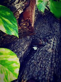 Close-up of tree trunk