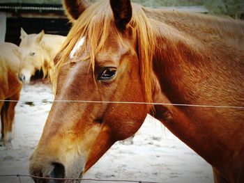 Close-up of horse