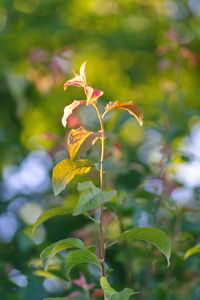 Close-up of flowering plant