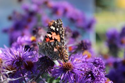 Close-up of butterfly on purple flowers