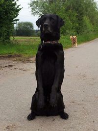 Dog looking away