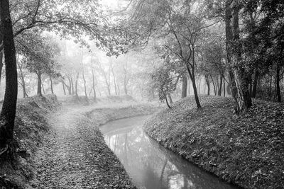 Panoramic shot of river stream amidst trees in forest