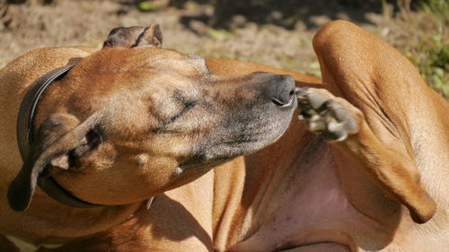 Close-up of dog