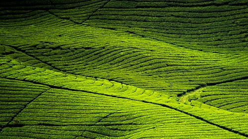 Full frame shot of agricultural field