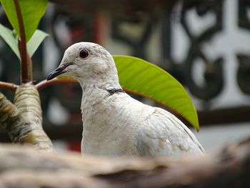 Close-up of bird