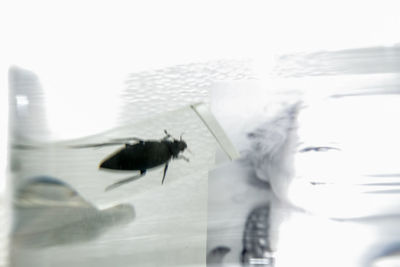 Close-up of horse in winter