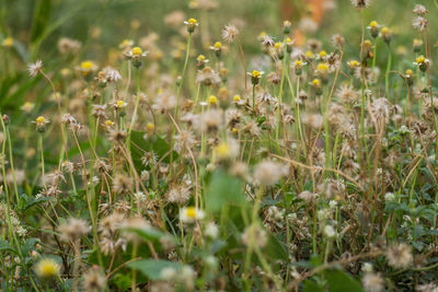 Close-up of flowering plants on field