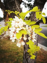 Close-up of bee on tree