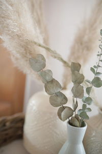 Close-up of potted plant on table at home