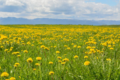 Scenic view of oilseed rape field against sky
