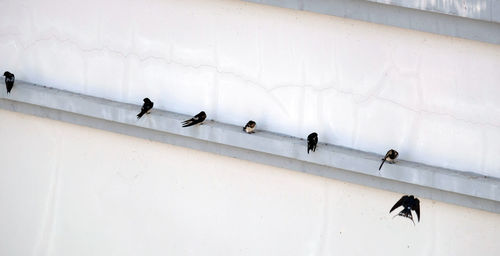 High angle view of birds on wall