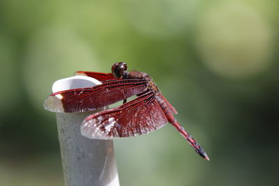 Close-up of dragonfly on twig